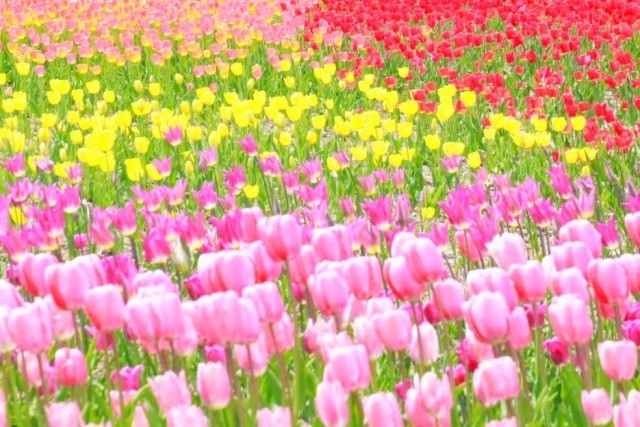 お花05 お花05